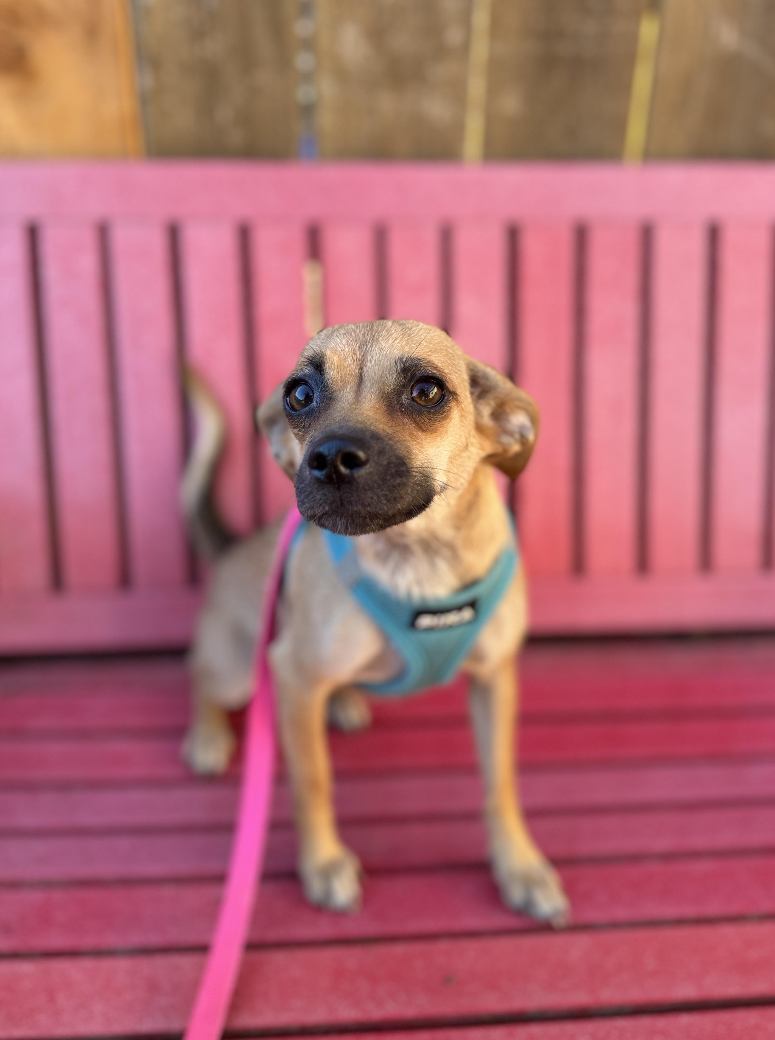 Enlarge Bree, a Adoptable mixed breed in lynnwood , WA image 6/6
