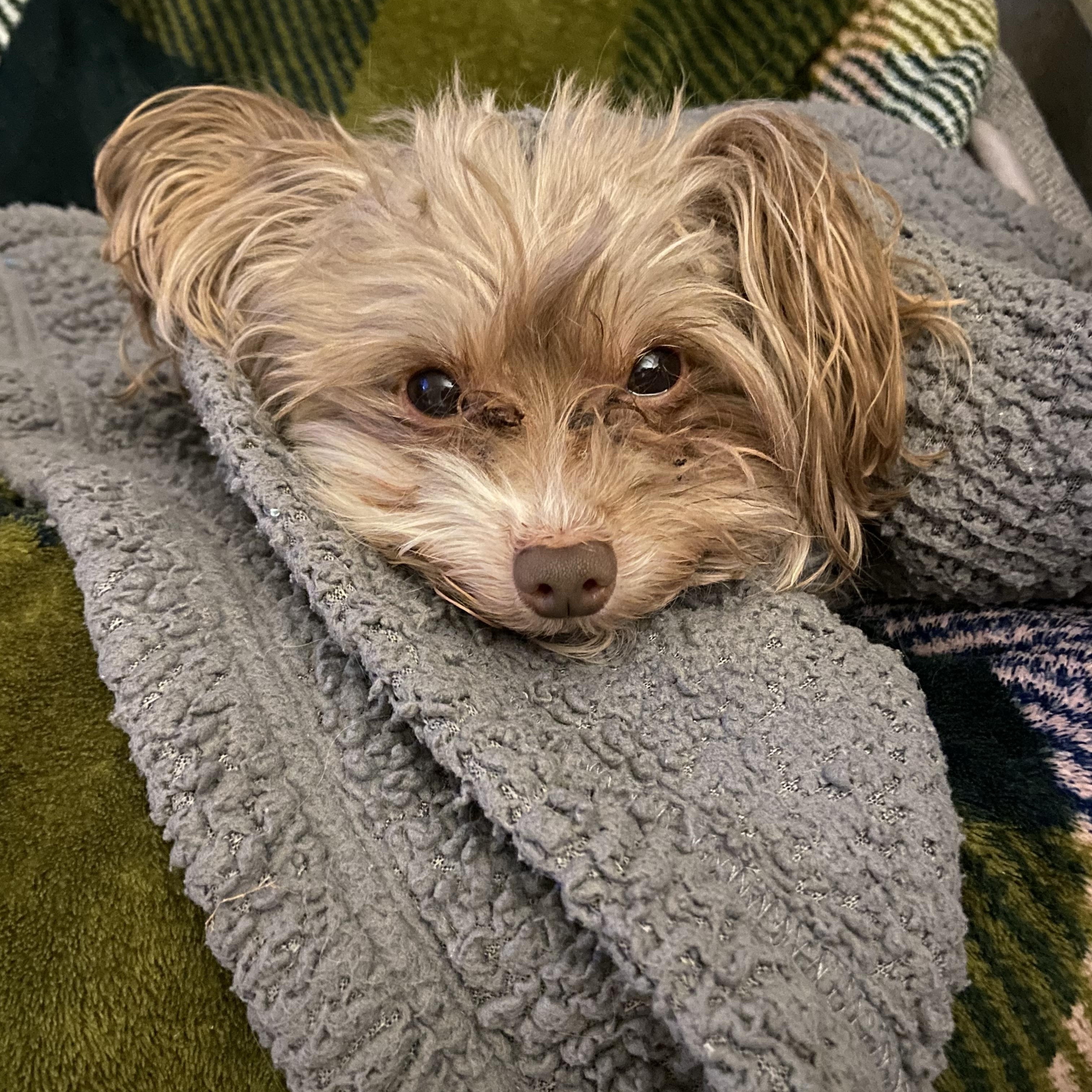 Enlarge Kobe, an adopted mixed breed in Wilmington, DE image 3/5