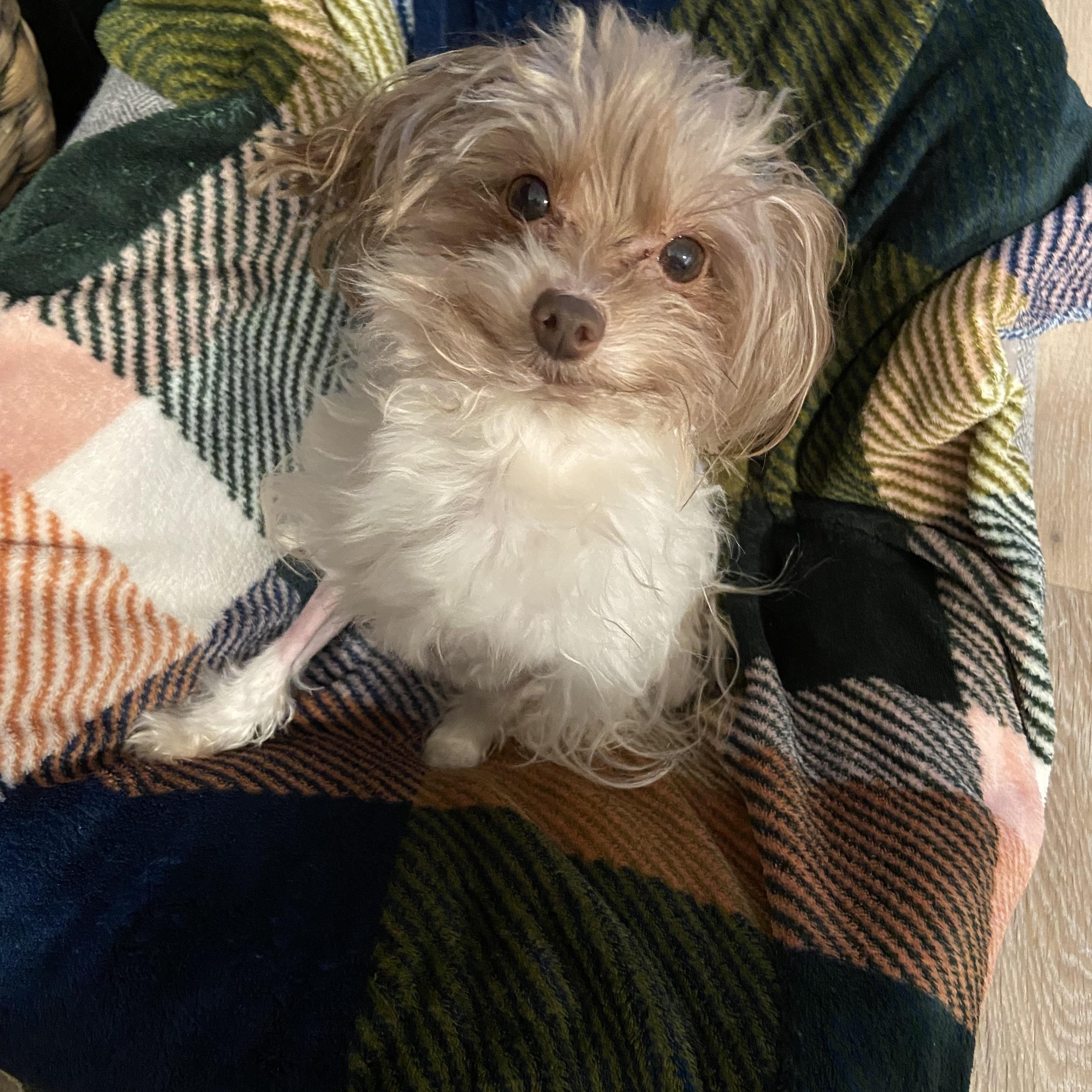 Kobe, adopted, Adult Male Maltipoo.