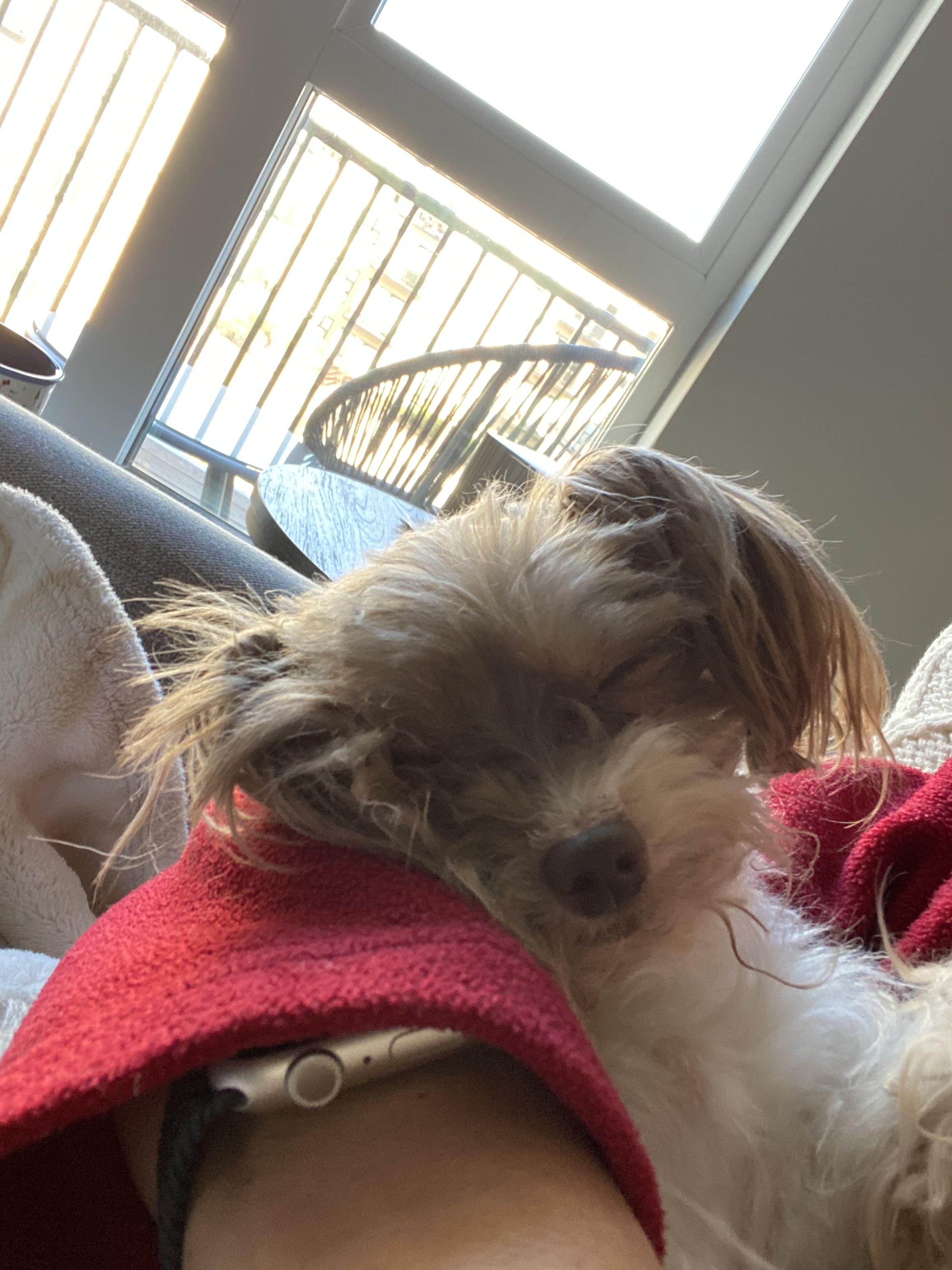 Enlarge Kobe, an adopted mixed breed in Wilmington, DE image 4/5