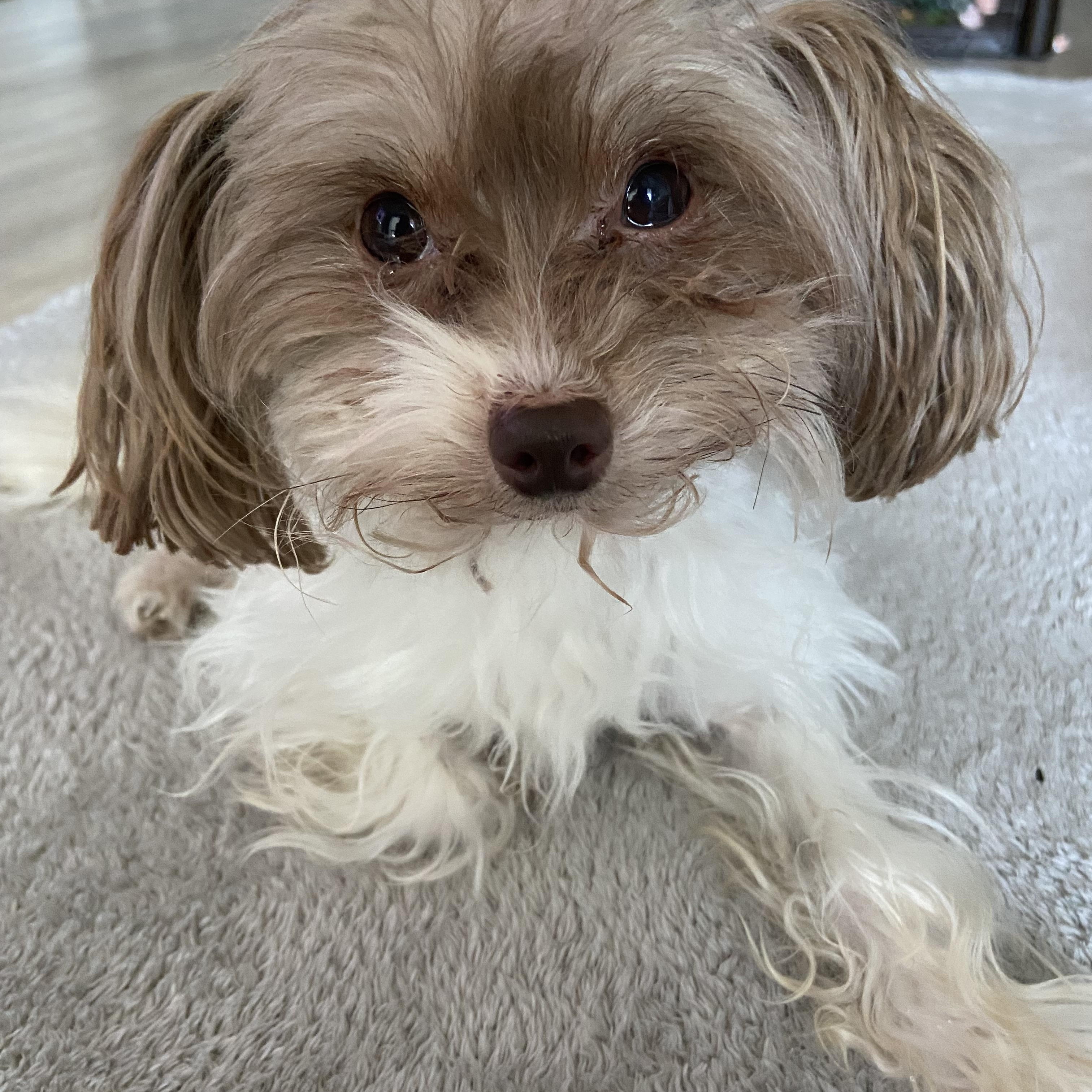 Enlarge Kobe, an adopted mixed breed in Wilmington, DE image 2/5