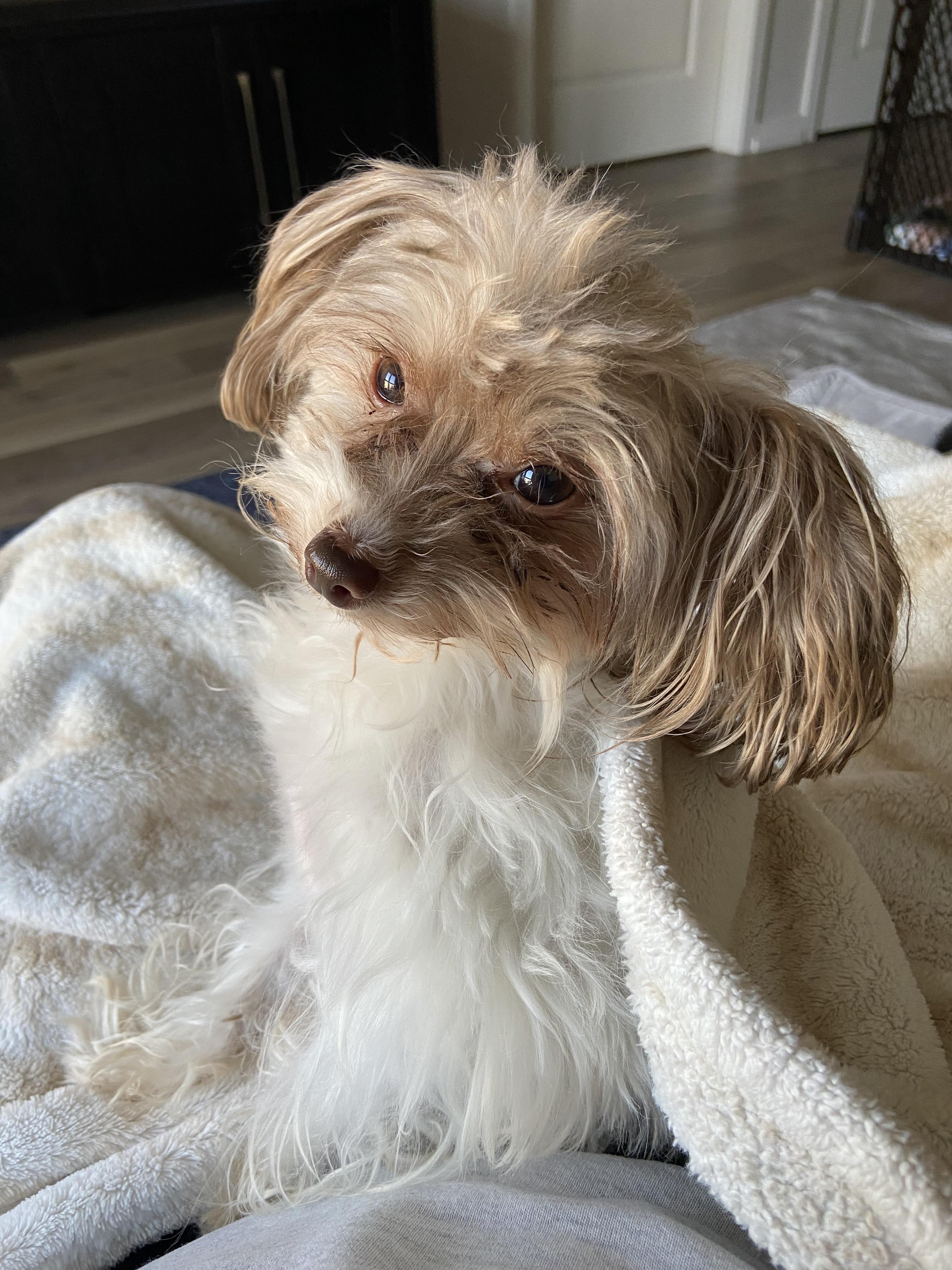 Enlarge Kobe, an adopted mixed breed in Wilmington, DE image 5/5