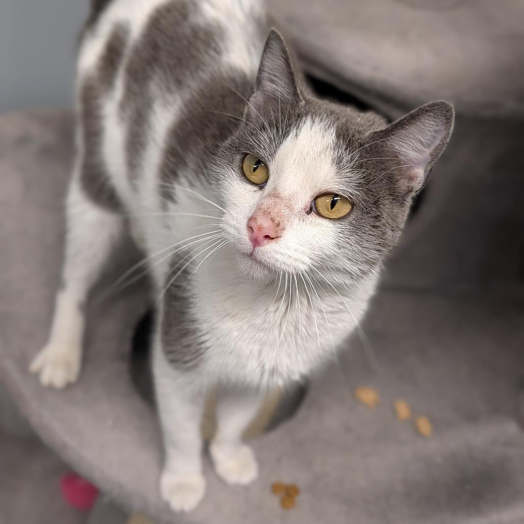 Enlarge Dolphin, an adopted Domestic Short Hair in Cape Girardeau, MO image 3/3