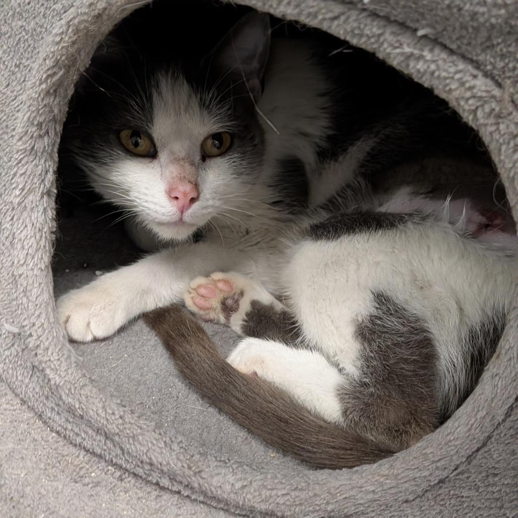 Enlarge Dolphin, an adopted Domestic Short Hair in Cape Girardeau, MO image 2/3