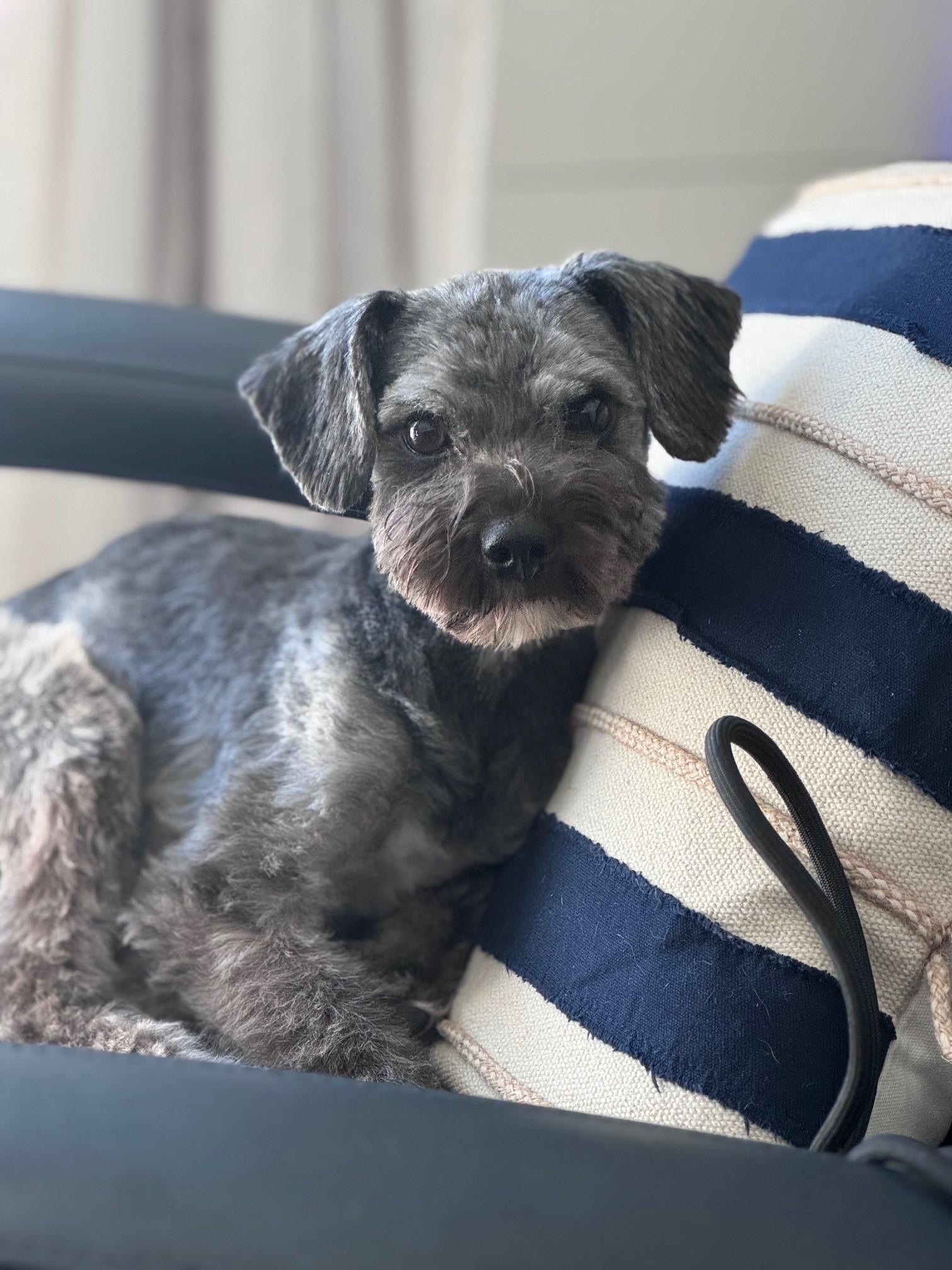 Enlarge Sully, an adopted Miniature Schnauzer in Bradenton, FL image 1/5