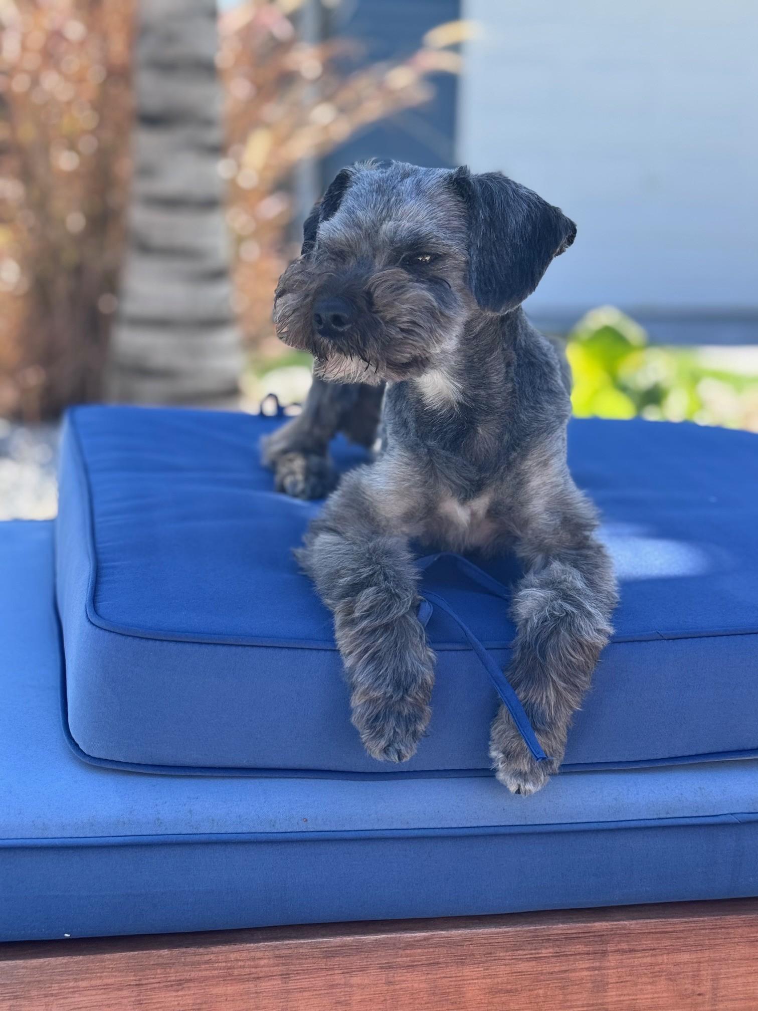 Enlarge Sully, an adopted Miniature Schnauzer in Bradenton, FL image 3/5