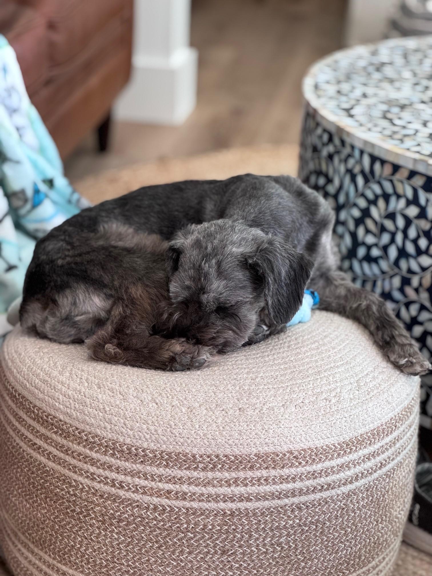 Enlarge Sully, an adopted Miniature Schnauzer in Bradenton, FL image 4/5