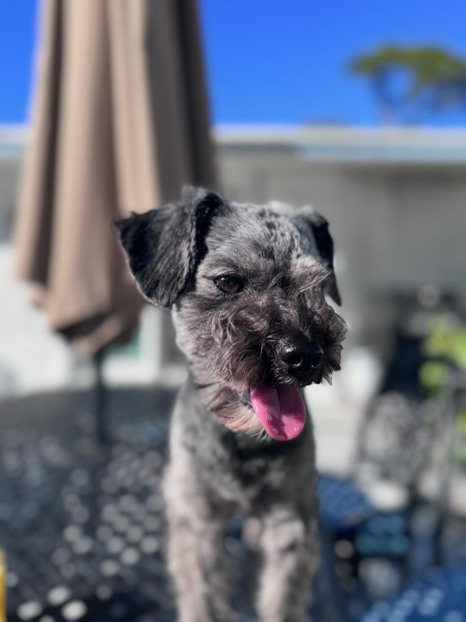 Enlarge Sully, an adopted Miniature Schnauzer in Bradenton, FL image 5/5
