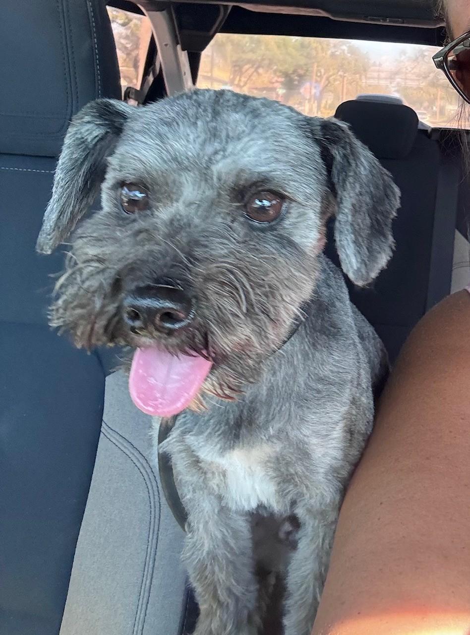 Enlarge Sully, an adopted Miniature Schnauzer in Bradenton, FL image 2/5