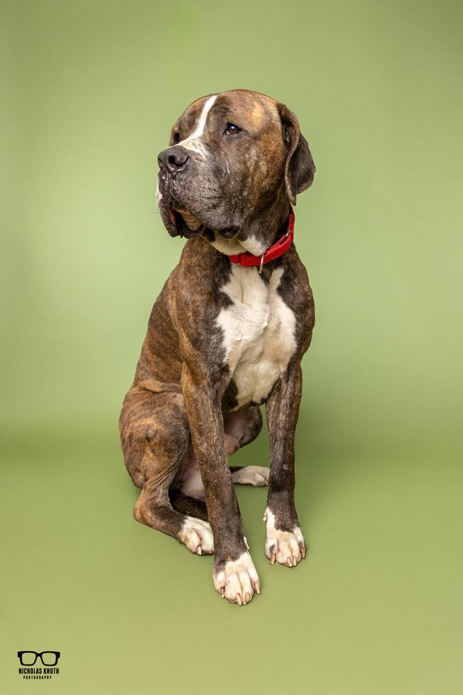Marc, Adoptable, Adult Male Cane Corso.