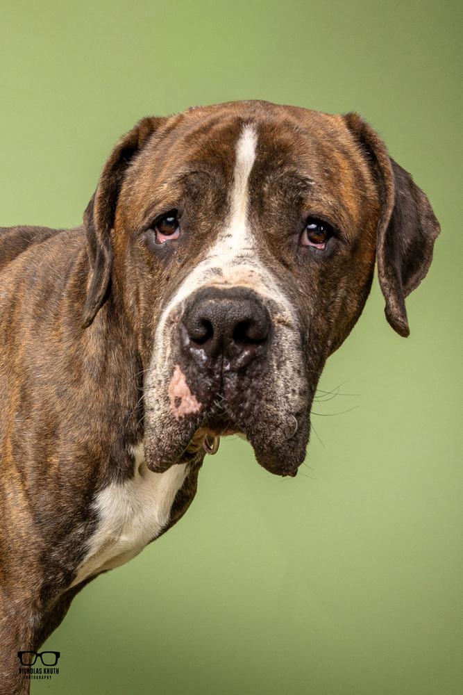Enlarge Marc, a Adoptable Cane Corso in Palatine, IL image 2/6