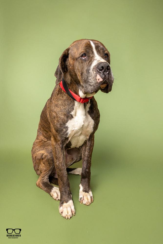 Enlarge Marc, a Adoptable Cane Corso in Palatine, IL image 3/6