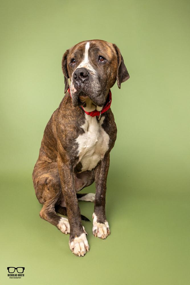 Enlarge Marc, a Adoptable Cane Corso in Palatine, IL image 4/6