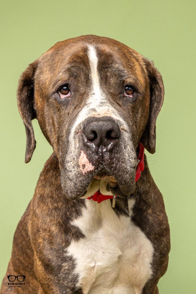 Enlarge Marc, a Adoptable Cane Corso in Palatine, IL image 5/6
