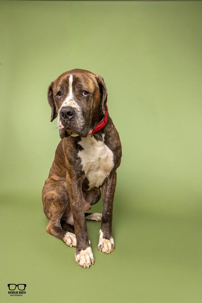 Enlarge Marc, a Adoptable Cane Corso in Palatine, IL image 6/6