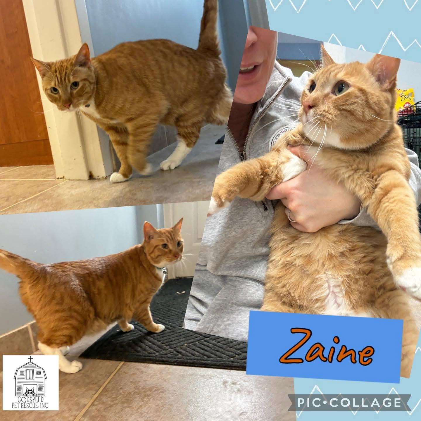 Enlarge ZAINE, an adopted Domestic Short Hair in Ashland, IL image 1/1