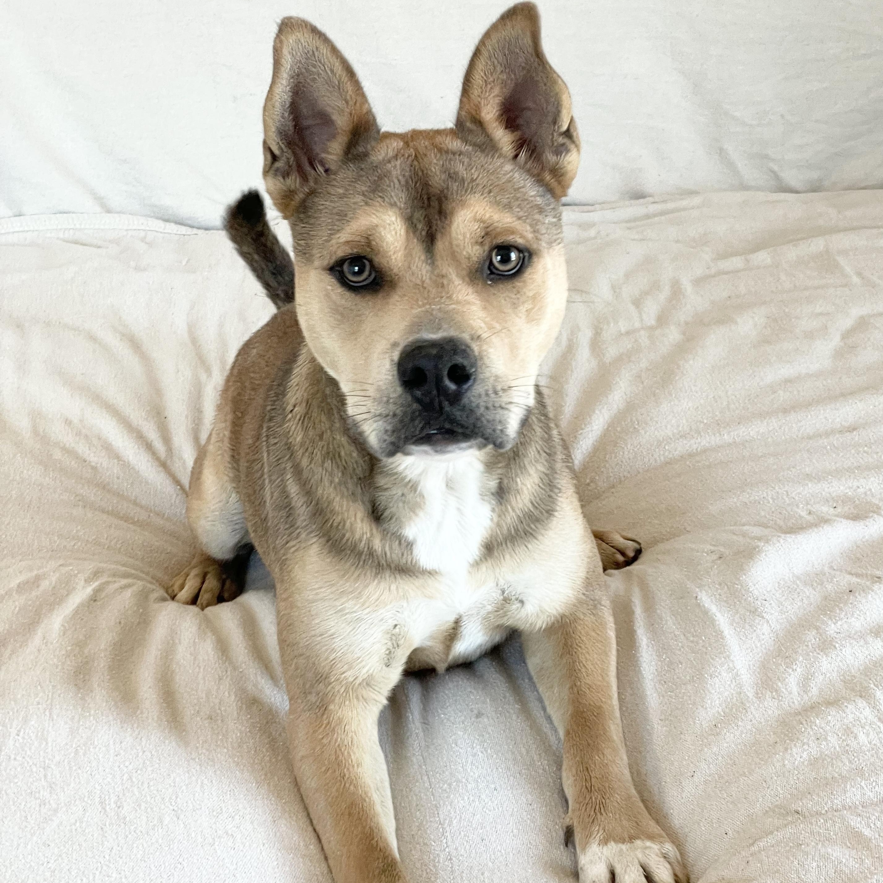 Petey the pocket bully