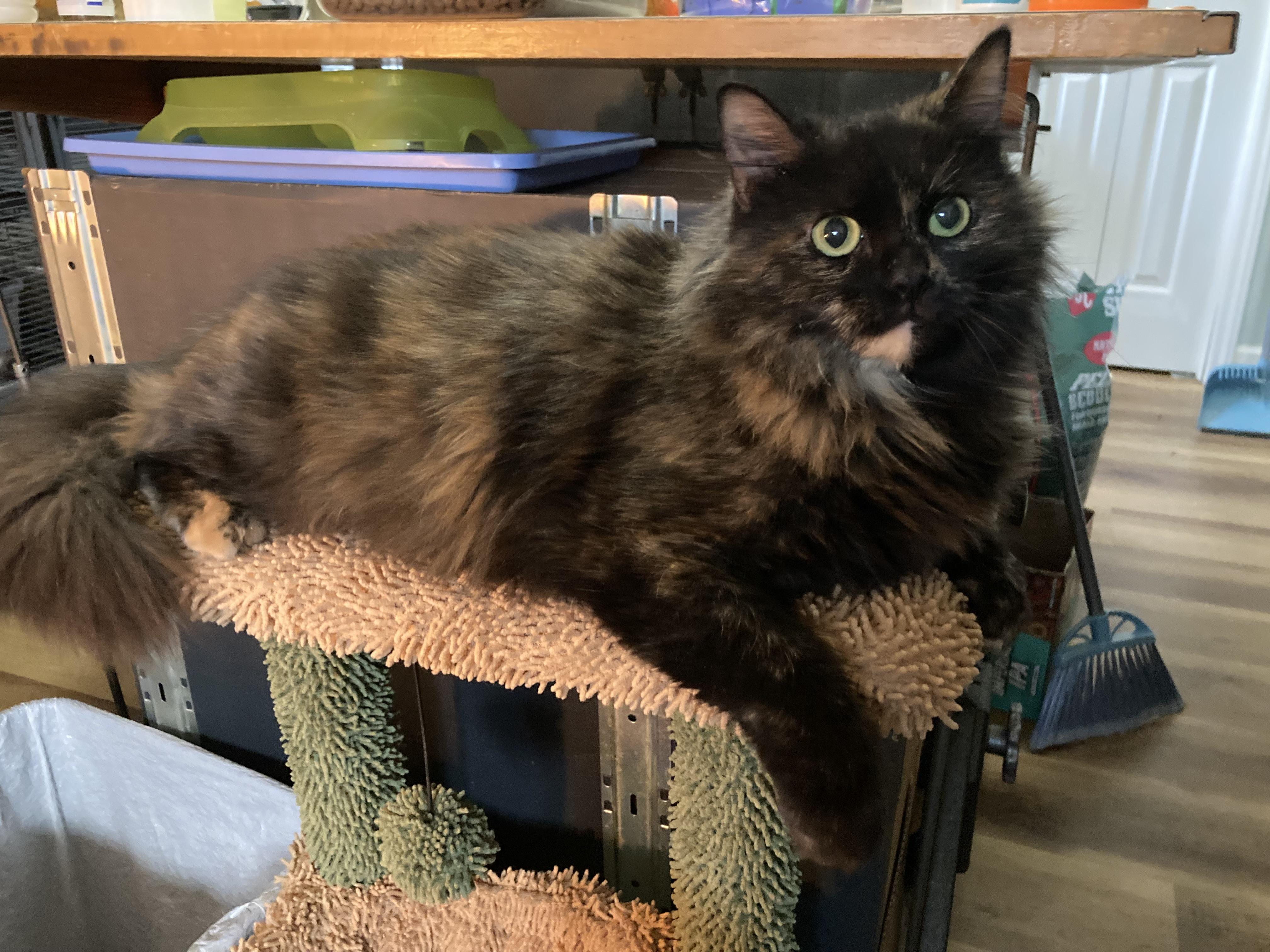 Enlarge Emberlyn, a ADOPTABLE Calico in Charlotte, NC image 4/6