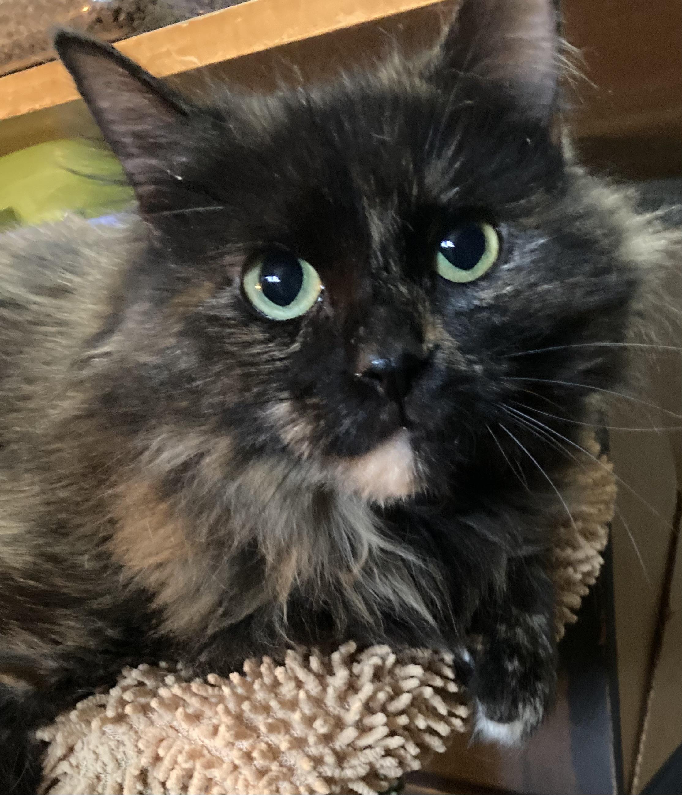 Enlarge Emberlyn, a ADOPTABLE Calico in Charlotte, NC image 2/6