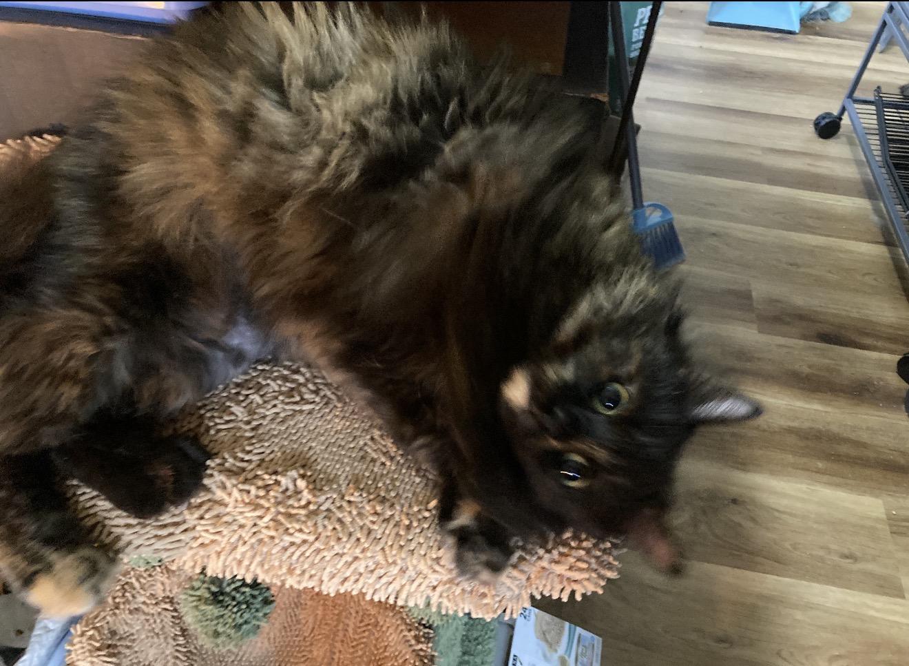 Enlarge Emberlyn, a ADOPTABLE Calico in Charlotte, NC image 3/6