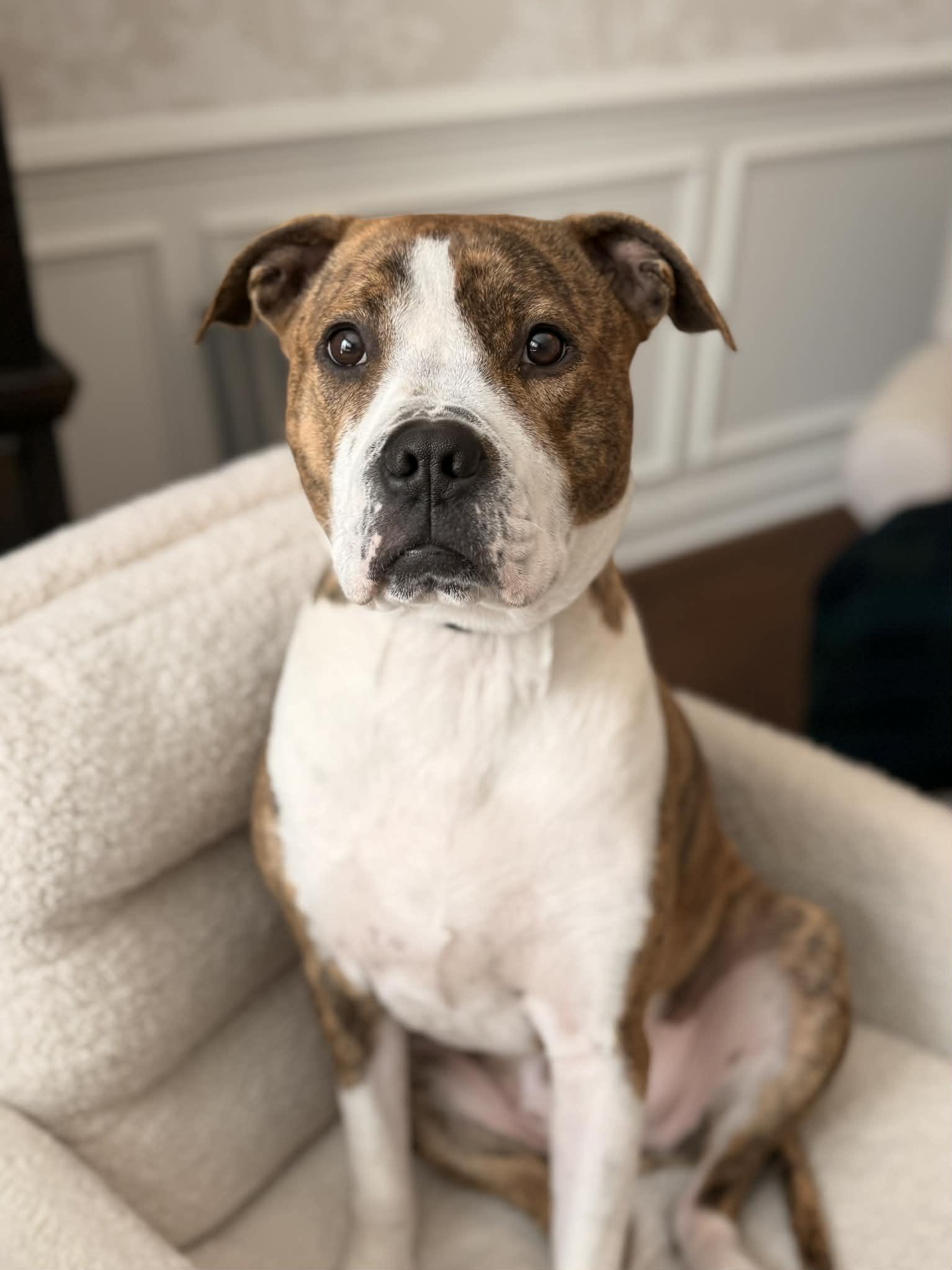 Enlarge Milo, a Adoptable mixed breed in Succasunna, NJ image 1/6