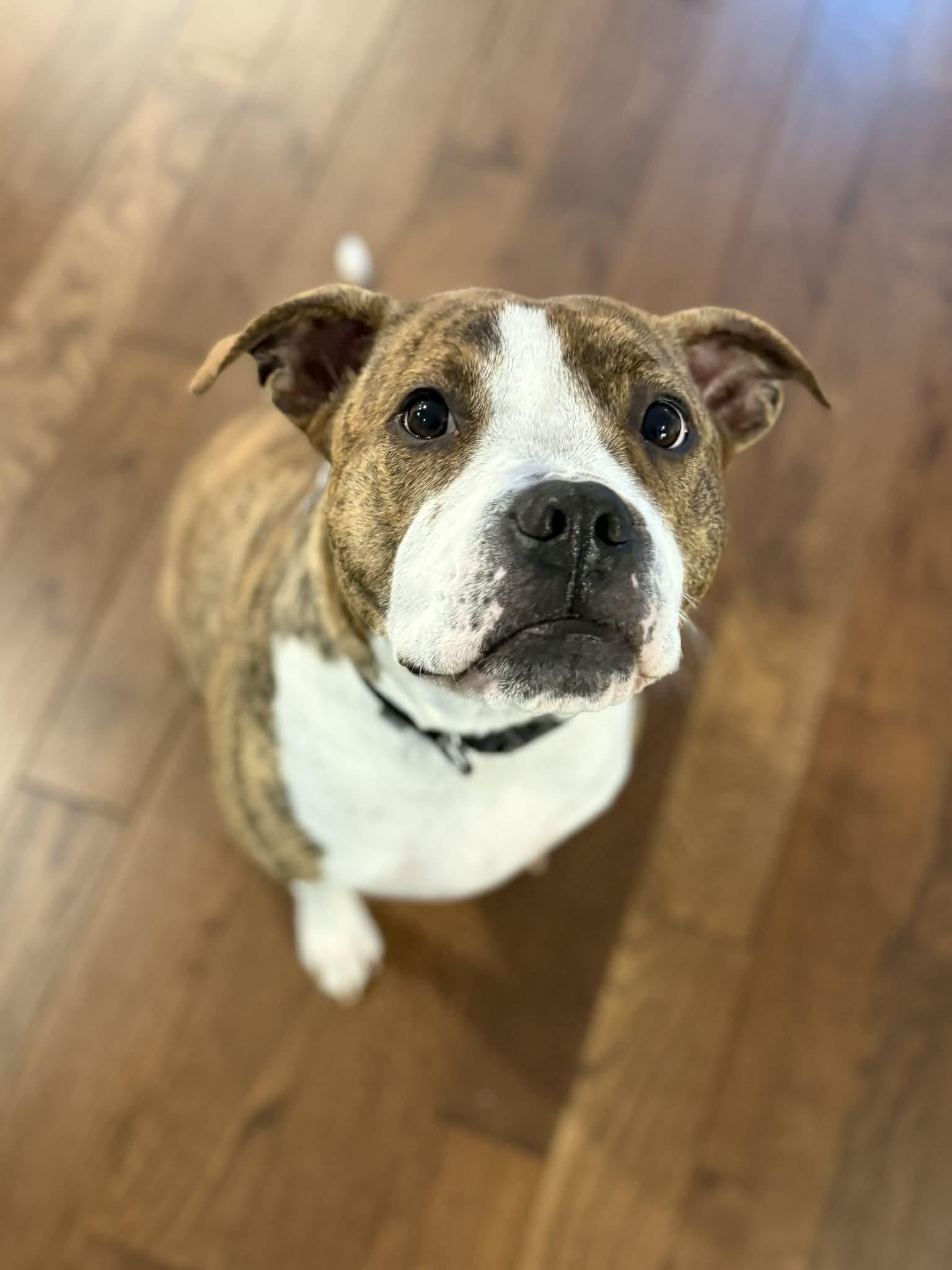 Enlarge Milo, a Adoptable mixed breed in Succasunna, NJ image 5/6