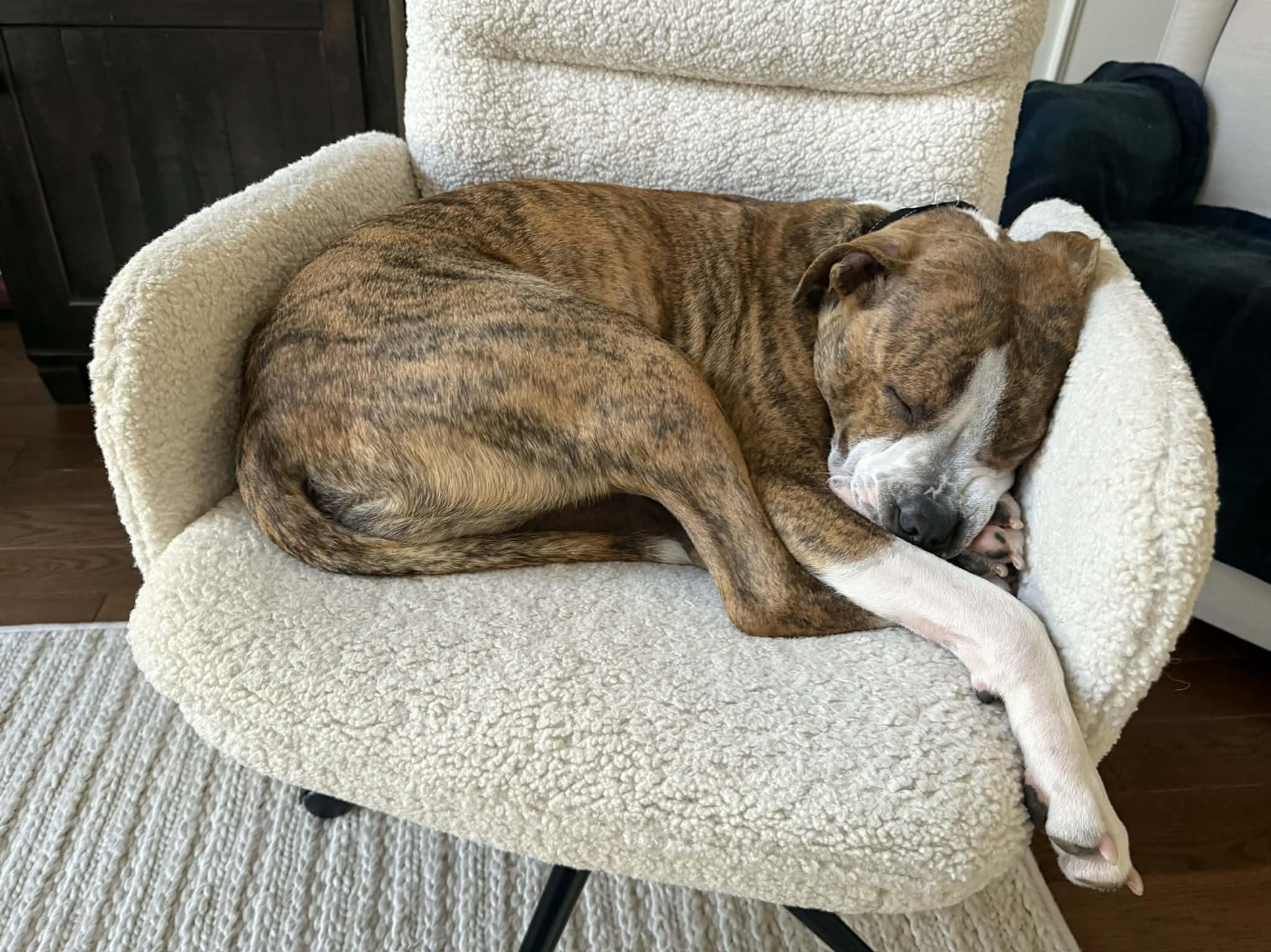 Enlarge Milo, a Adoptable mixed breed in Succasunna, NJ image 6/6