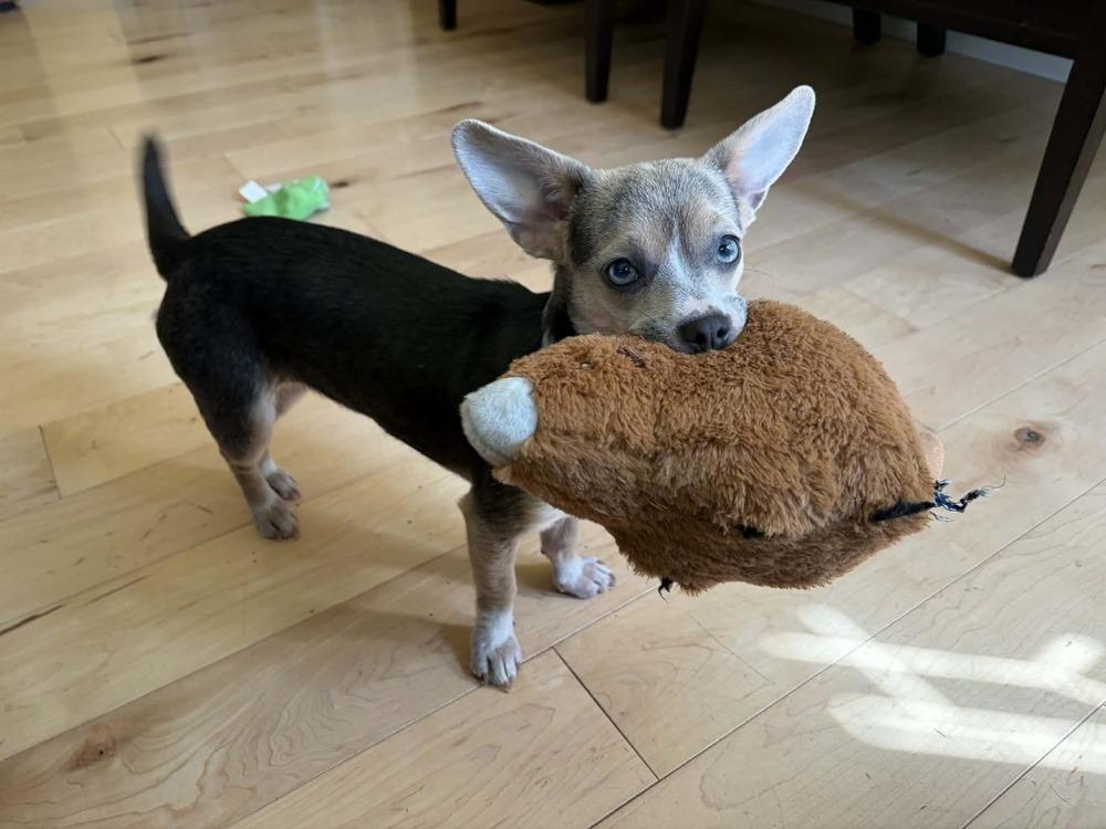 Cinnamon, a Adoptable mixed breed in Bend, OR image 1/6