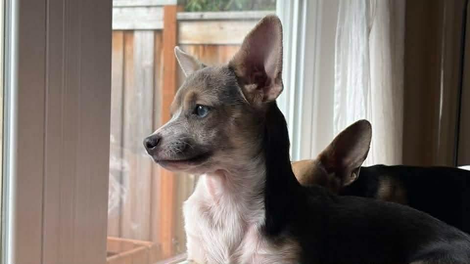 Cinnamon, a Adoptable mixed breed in Bend, OR image 3/6