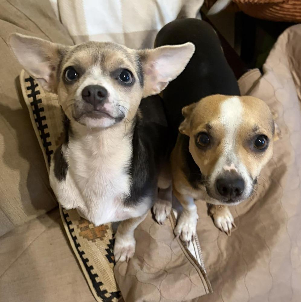 Cinnamon, a Adoptable mixed breed in Bend, OR image 4/6