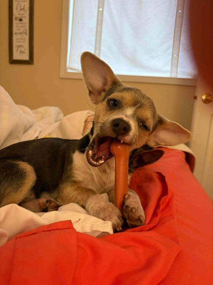 Cinnamon, a Adoptable mixed breed in Bend, OR image 5/6