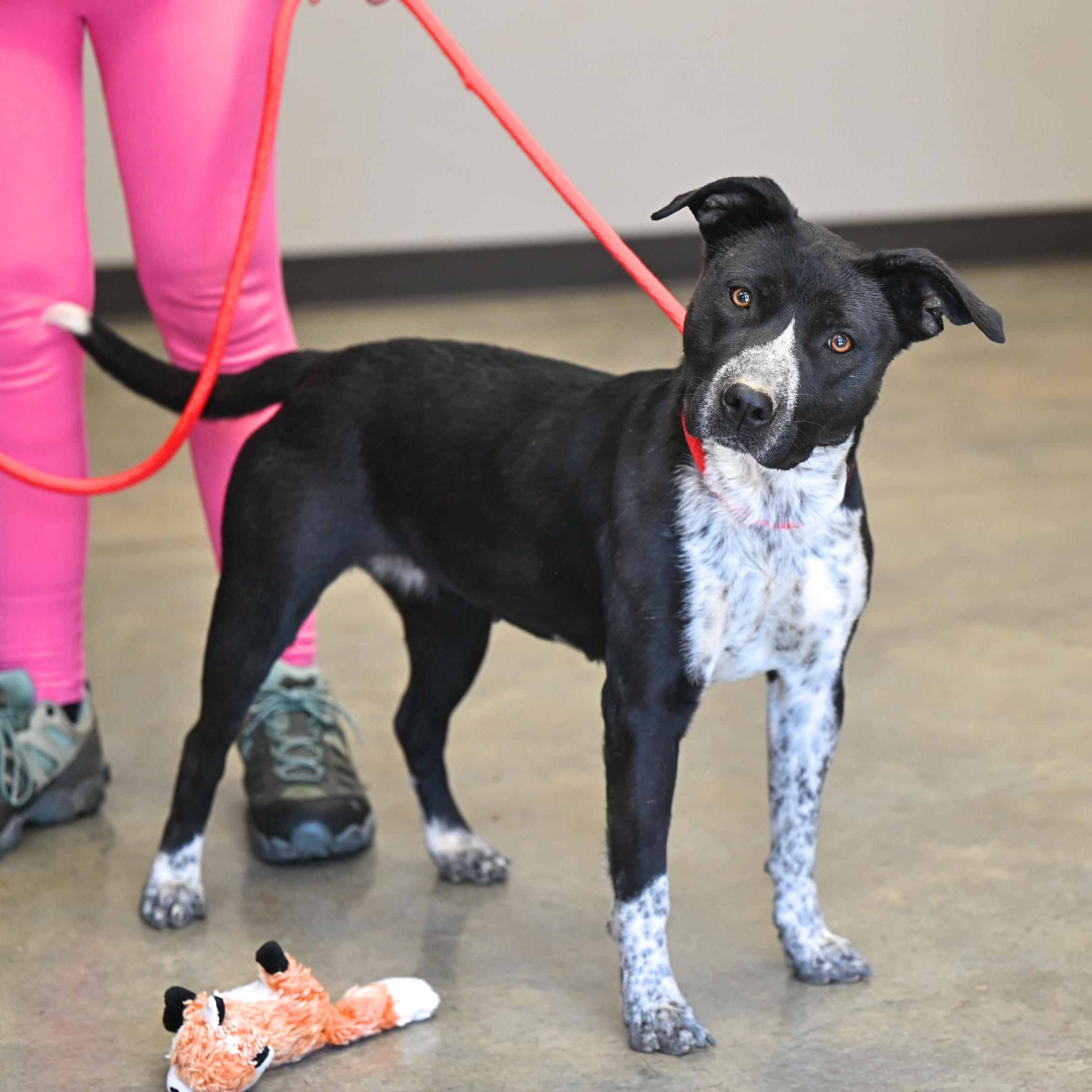 Cassie, ADOPTABLE, Young Female Pit Bull Terrier.