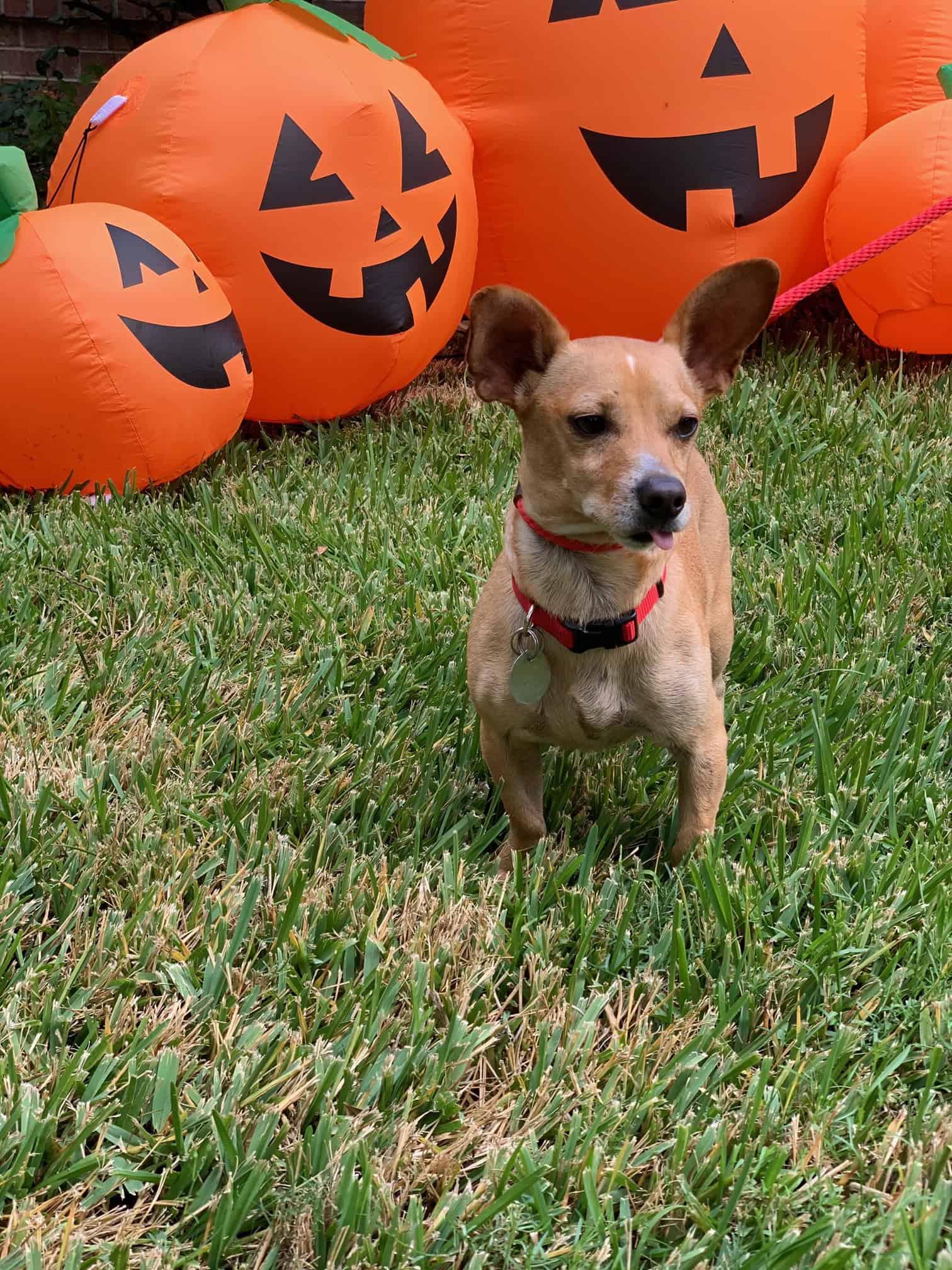 Chester, Adopted, Young Male Chihuahua.