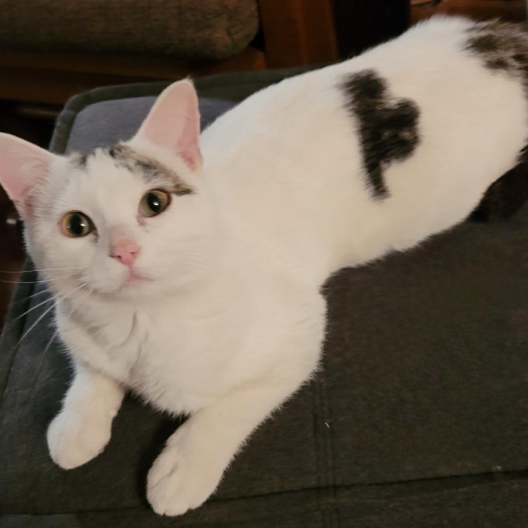 Enlarge Raiden, a Adoptable Domestic Short Hair in Chaska, MN image 1/5