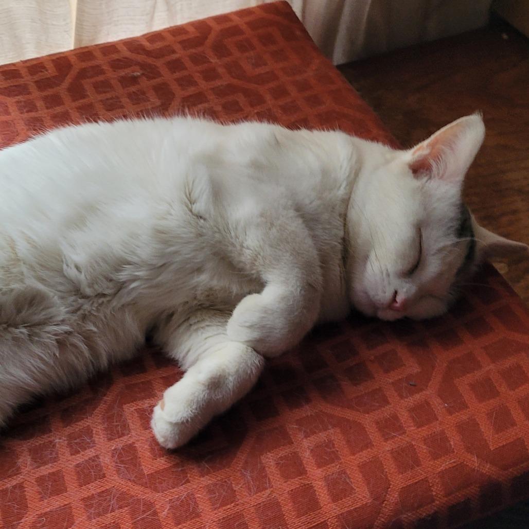 Enlarge Raiden, a Adoptable Domestic Short Hair in Chaska, MN image 2/5