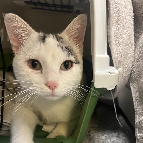 Enlarge Raiden, a Adoptable Domestic Short Hair in Chaska, MN image 3/5