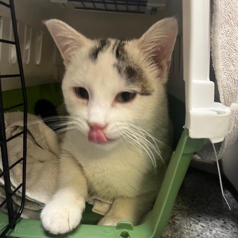 Enlarge Raiden, a Adoptable Domestic Short Hair in Chaska, MN image 4/5