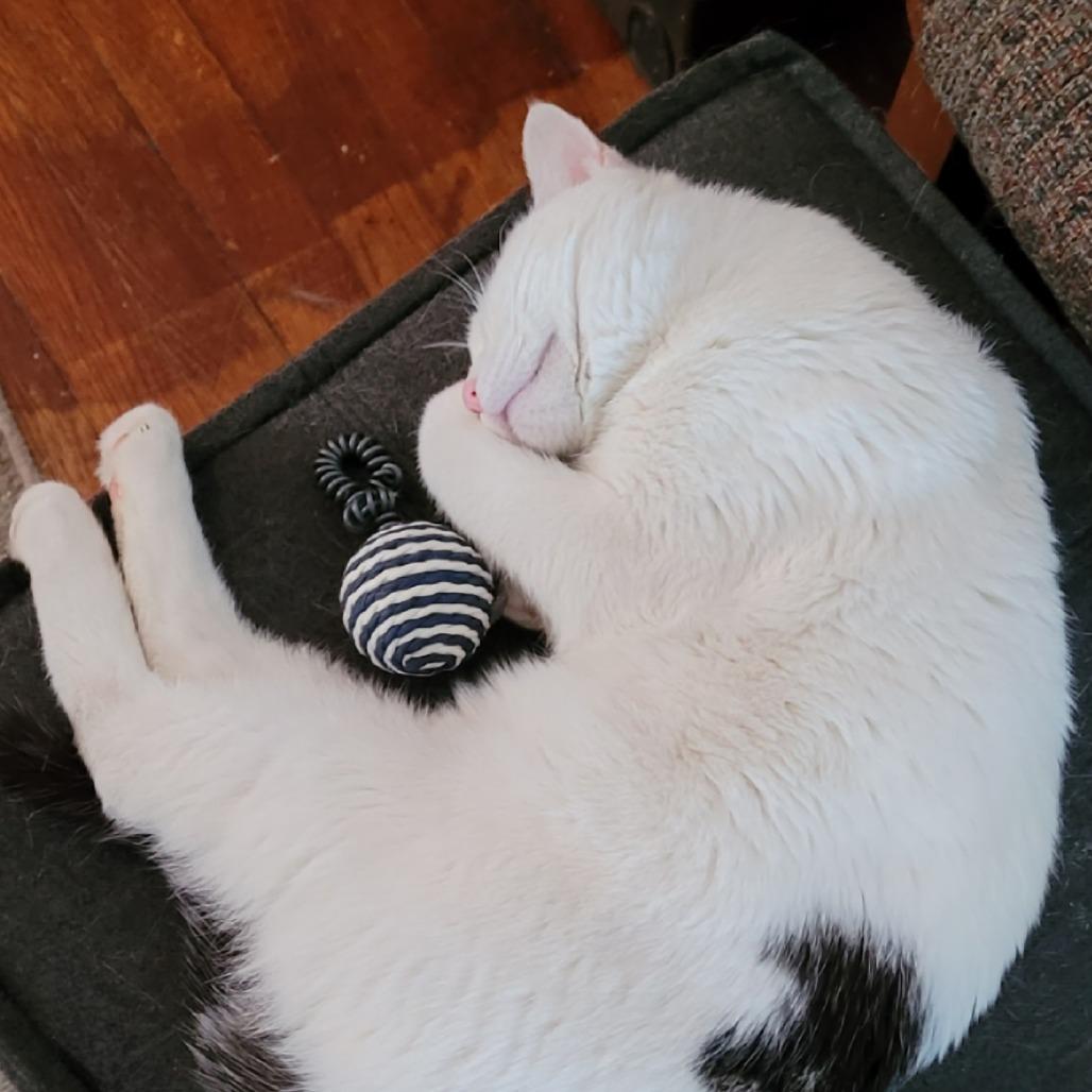 Enlarge Raiden, a Adoptable Domestic Short Hair in Chaska, MN image 5/5