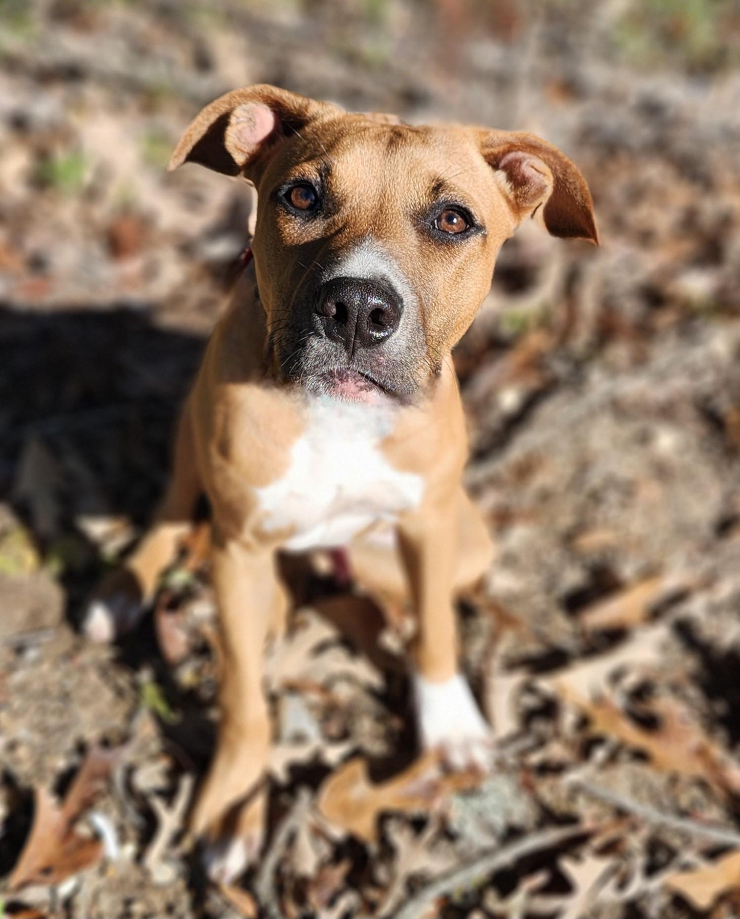 PUMPKIN, a Adoptable mixed breed image 2/4