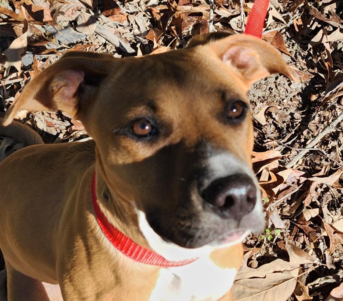 PUMPKIN, a Adoptable mixed breed image 3/4