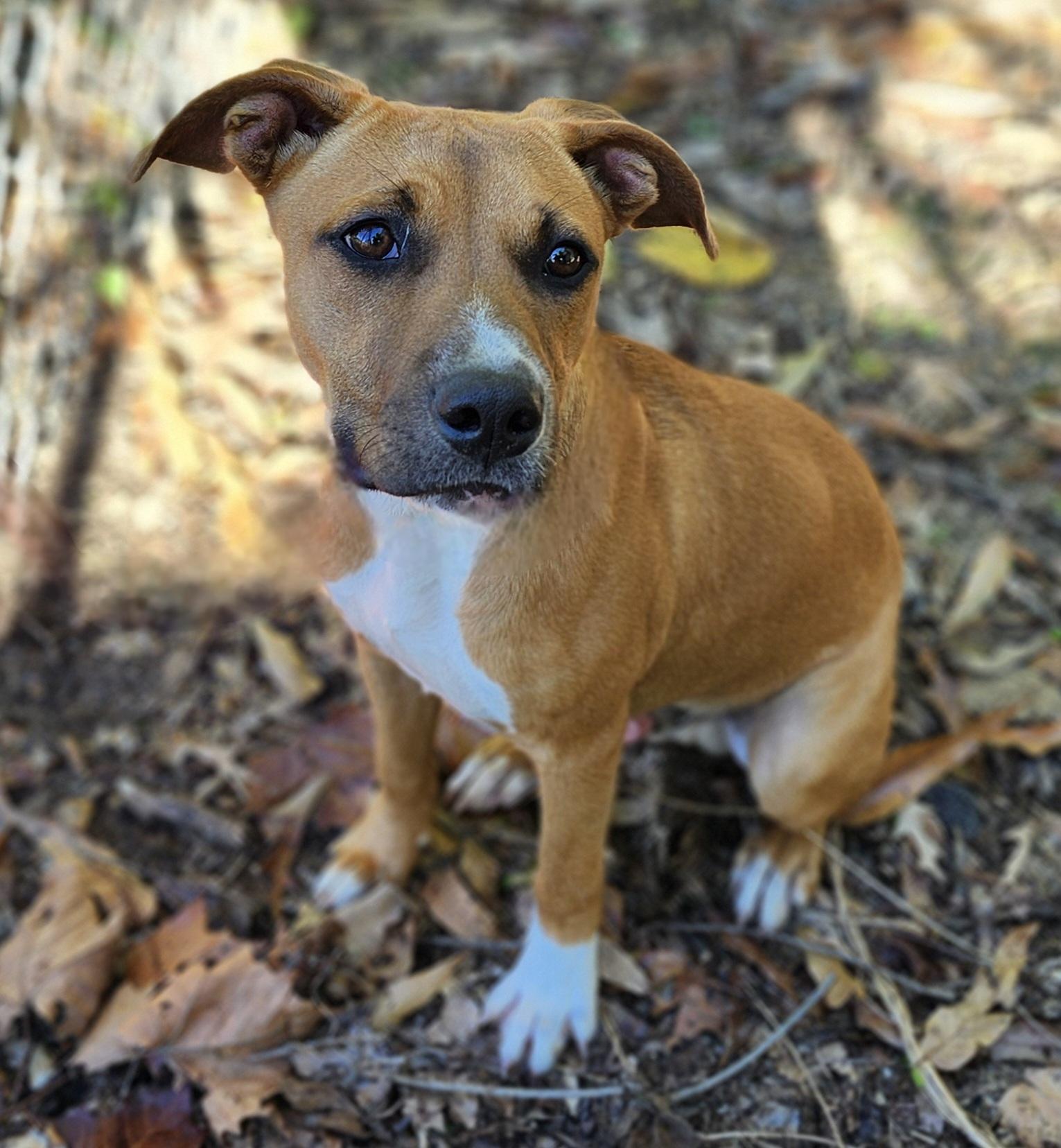 PUMPKIN, a Adoptable mixed breed image 4/4