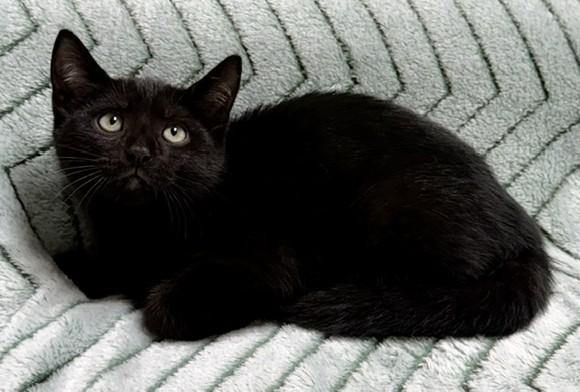 Desi, Adoptable, Kitten Male Domestic Short Hair.