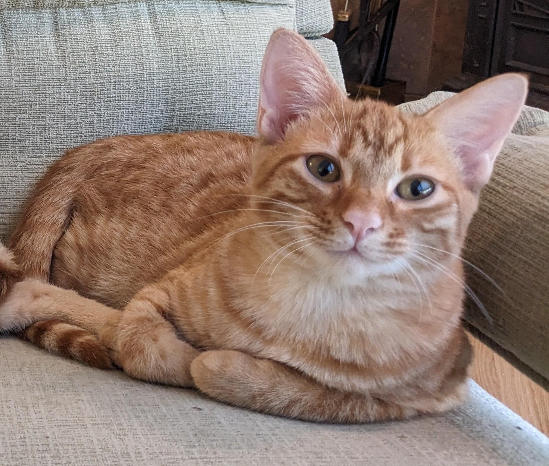 Enlarge Rusty, a Adoptable mixed breed in Huntsville, AL image 1/1