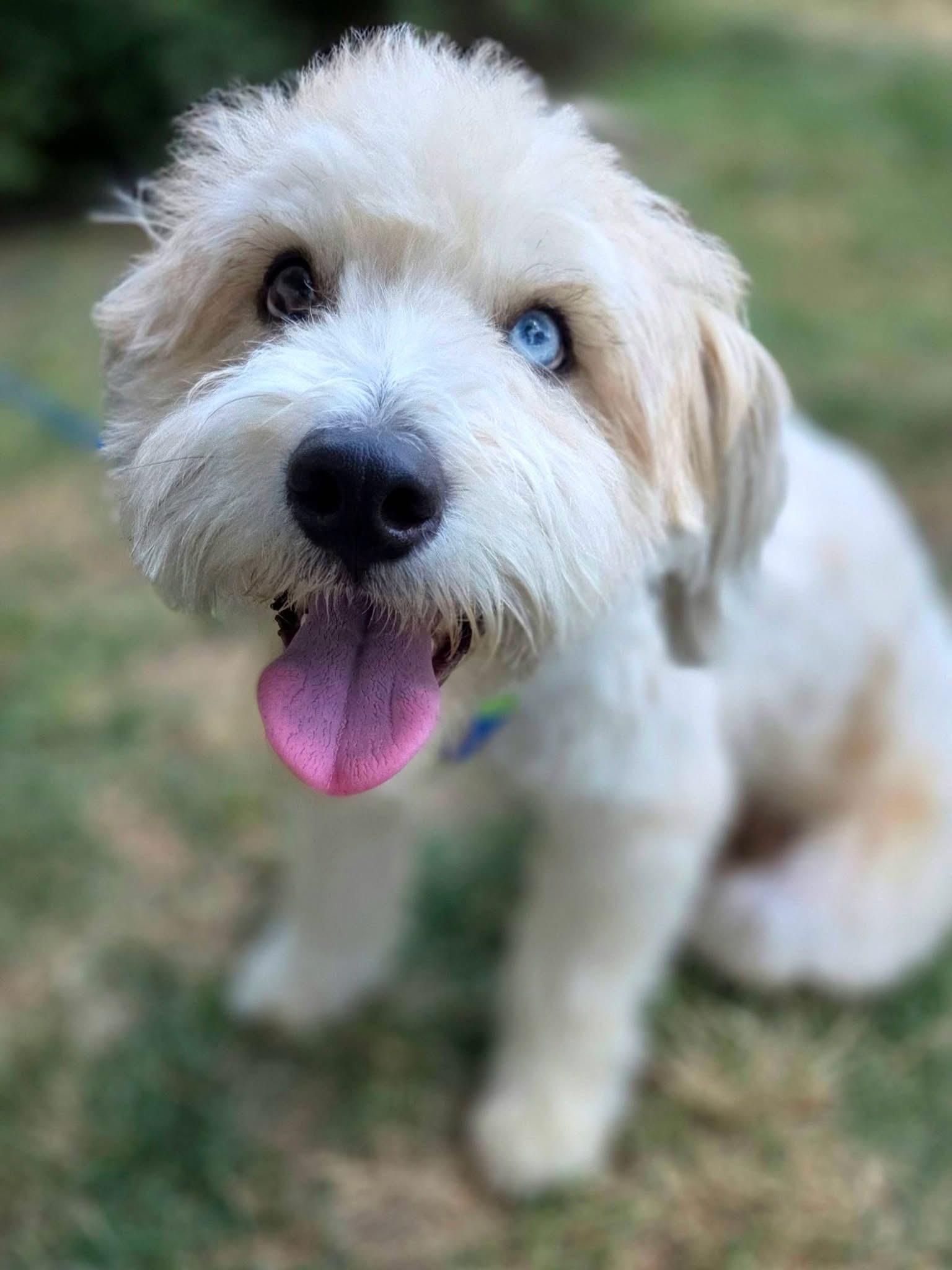 Charlie, adopted, Young Male Miniature Poodle & Australian Shepherd.