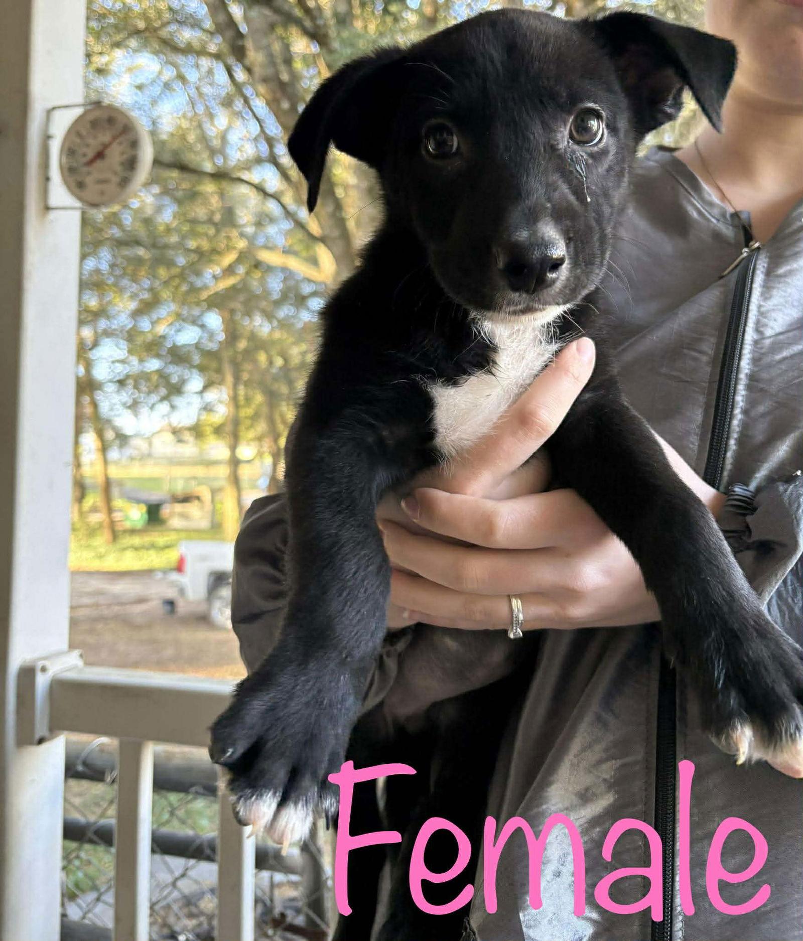 Kat's Porch Pups females2, Adoptable, Puppy Female Shepherd.