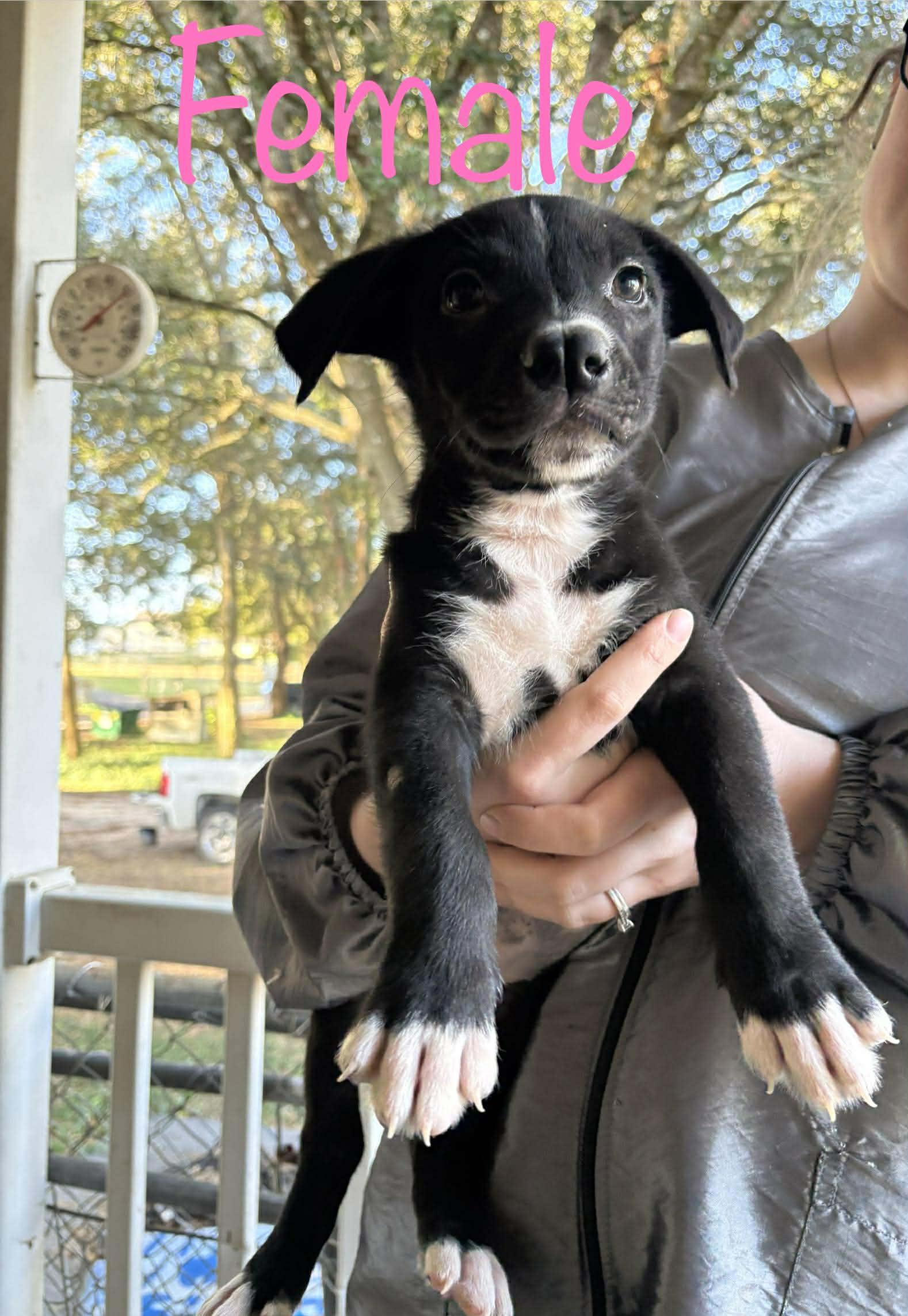 Kat's Porch Pups females2, a Adoptable Shepherd in Brooksville, FL image 2/3