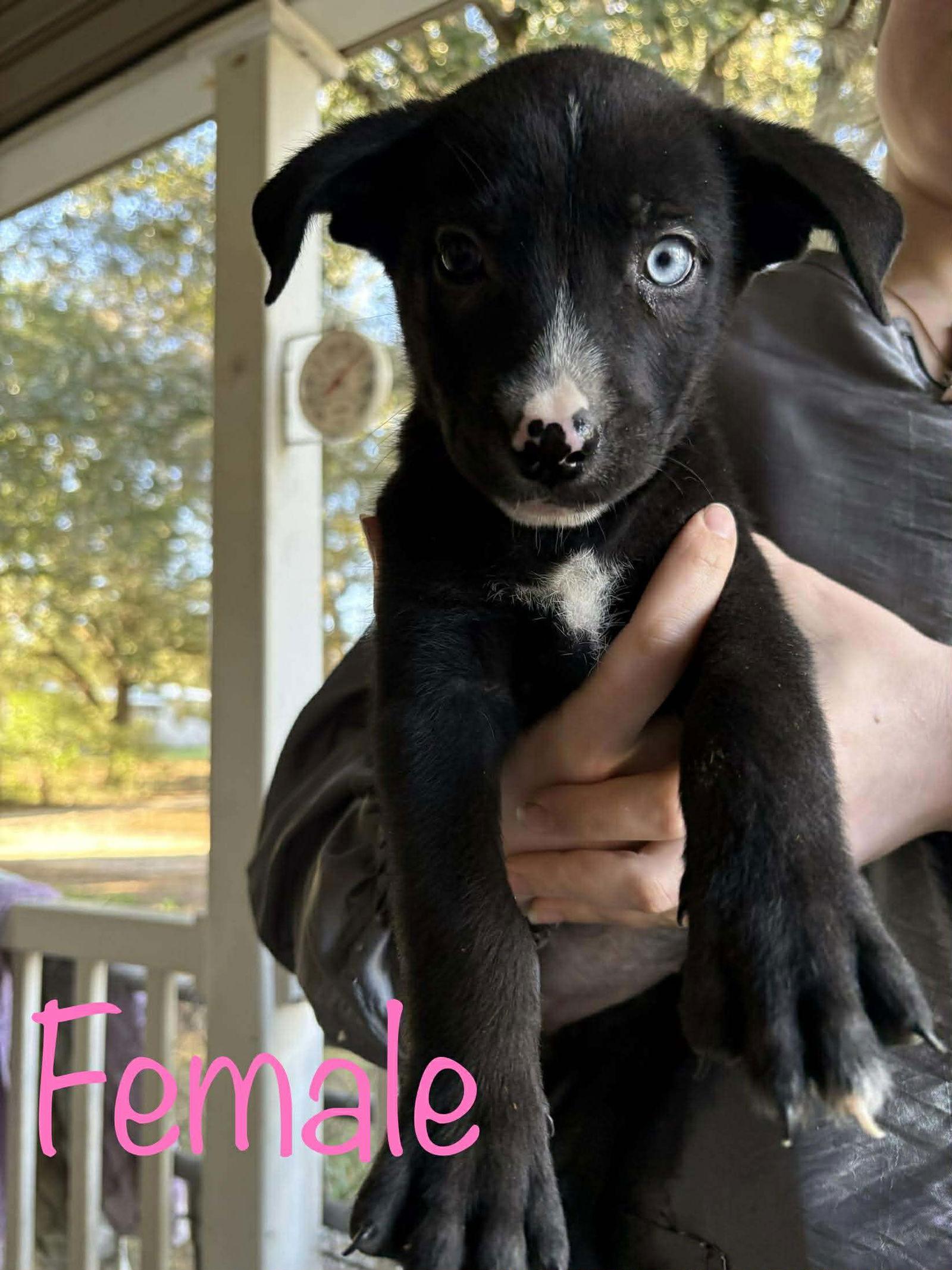 Kat's Porch Pups females2, a Adoptable Shepherd in Brooksville, FL image 3/3