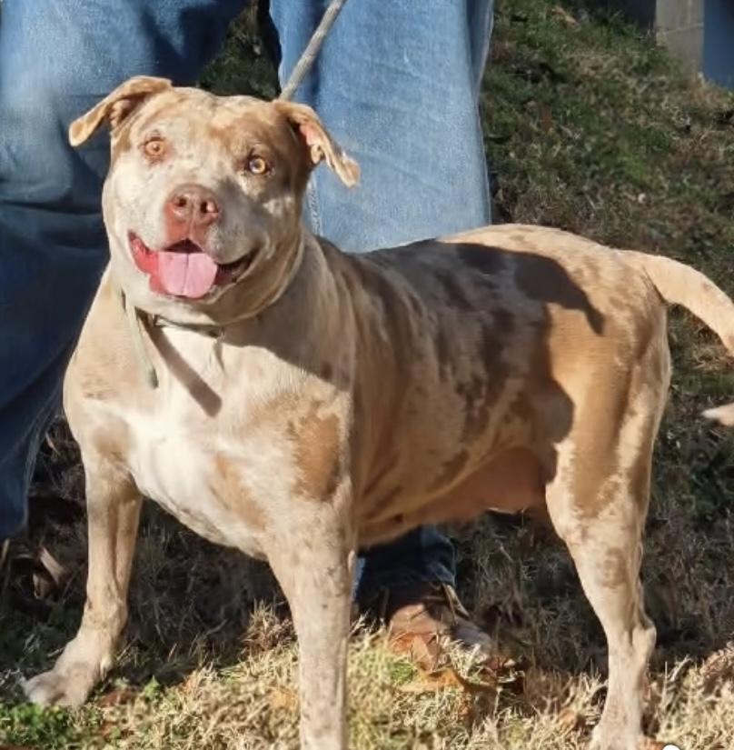Cocoa-Mocha, a ADOPTABLE mixed breed in Clarksville, VA image 1/2