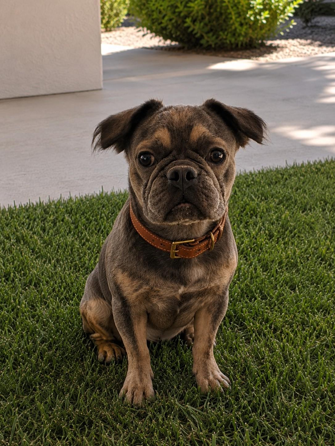 Luca, a ADOPTABLE mixed breed in Poway, CA image 2/2