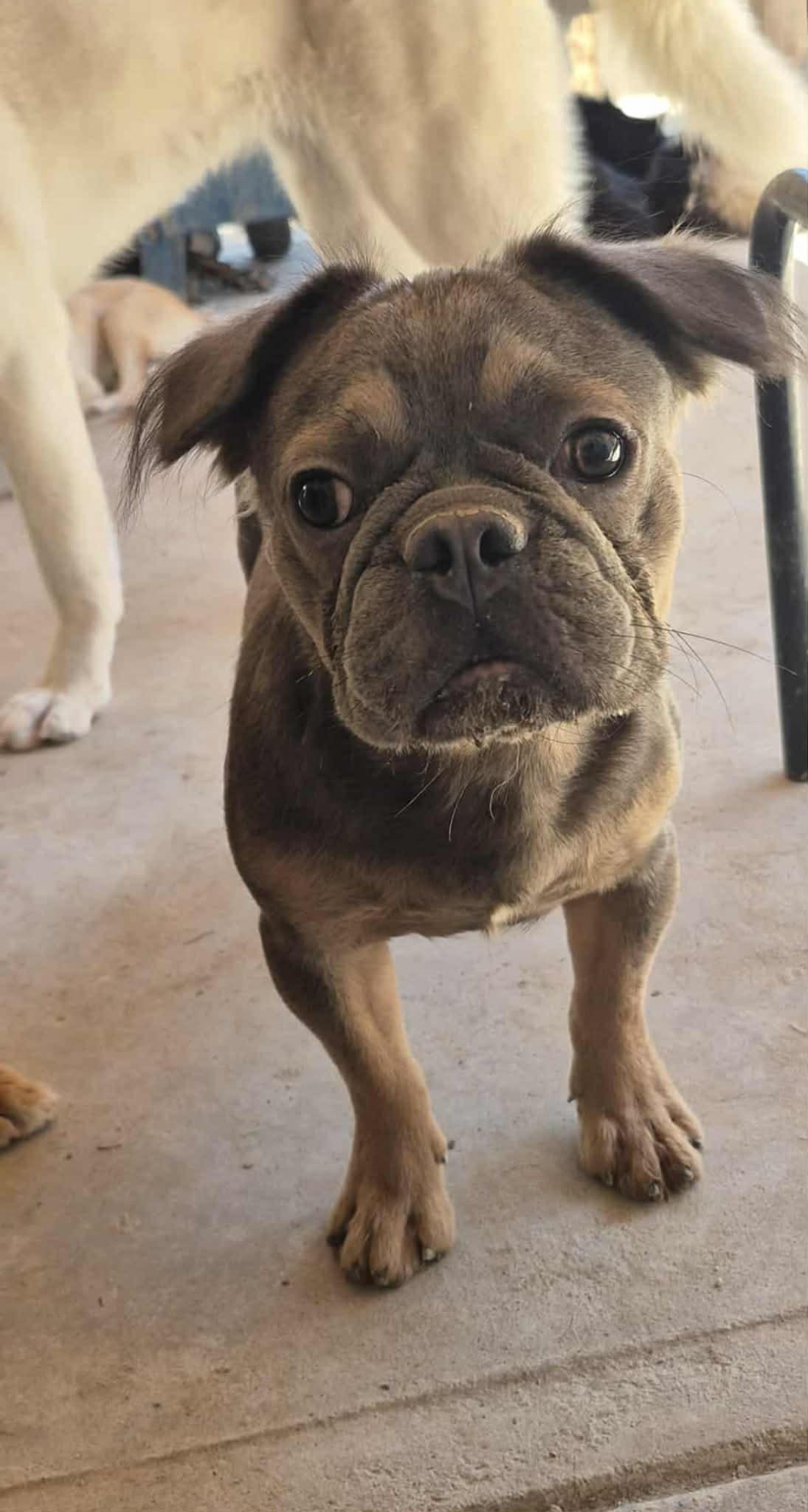 Luca, ADOPTABLE, Young Male French Bulldog.